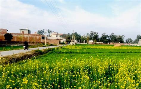 Village Life Punjab