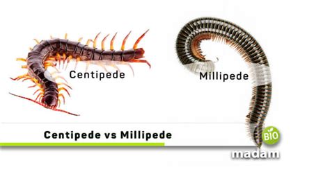 Difference Between Centipede and Millipede - biomadam