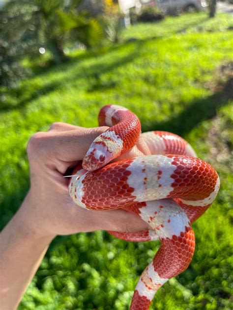 Help identifying Milk Snake - Milk Snakes - MorphMarket Reptile Community