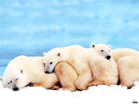 Wallpaper Bear, Polar Bear, Snow 🔥 Download TOP Free backgrounds