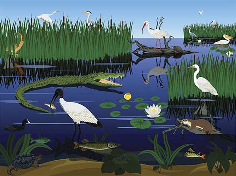 Everglades National Park Illustrations, Royalty-Free Vector Graphics ...