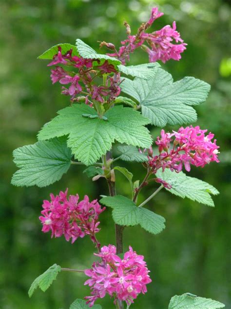 Red Flowering Currant - Fresh Roots