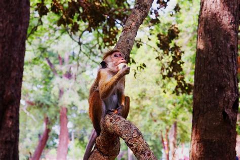 Monkey eat fruit stock photo. Image of playing, monkey - 199399398