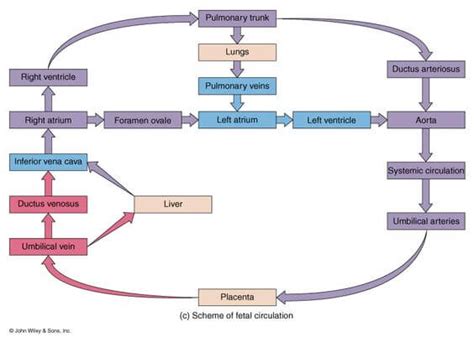 Fetal Circulation Made Easy | Epomedicine