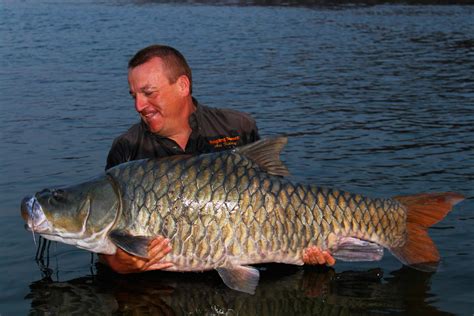 Legendary Hump-Backed Mahseer on Brink of Extinction, Say Scientists | Sci.News