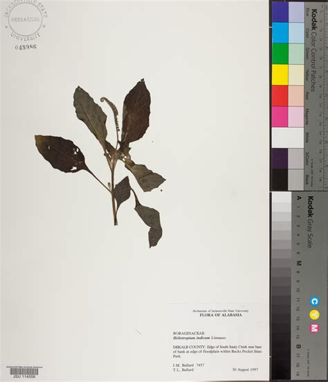 Heliotropium indicum - Species Page - APA: Alabama Plant Atlas