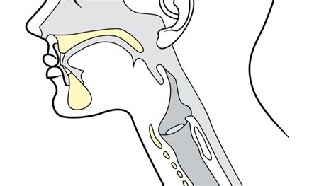 ¿Qué es la deglución atípica? – Estudi Dental Barcelona