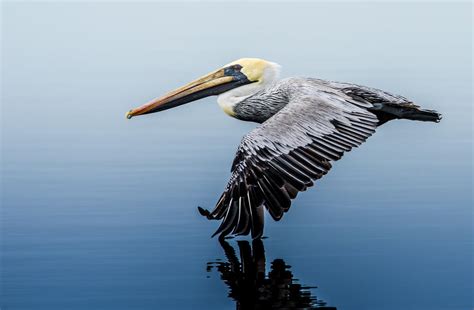 Brown Pelican | Audubon California