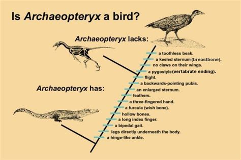 PALEONTOLOGICAL STUDIES OF SOUTH CAROLINA | Feathered Dinosaurs Feature ...