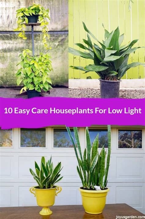 Indoor Plants For Low Light Conditions | Shelly Lighting