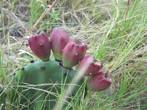 Opuntia turbinata, Florida prickly pear cactus, beach