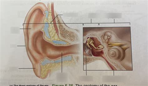 Unit 5 - Special Sense Hearing Diagram | Quizlet