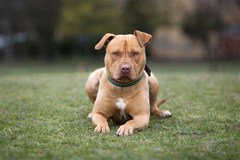 American Staffordshire Terrier Blue UCI77 - AGBC