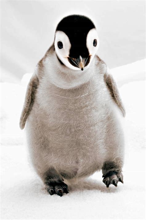 The Cutest Baby Penguins Photos In The World