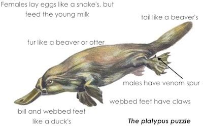 Platypus — kidcyber