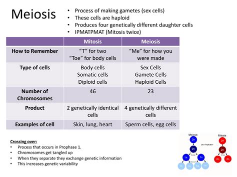 Meiosis Cheat Sheet