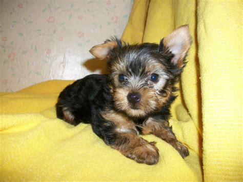 Puppies for sale - Yorkshire Terrier - Yorkie, Yorkshire Terriers, Yorkies, Yorkshires - ##f ...