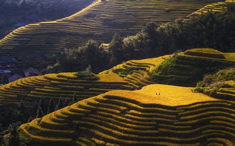 Longji Rice Terraces | China & Asia Cultural Travel