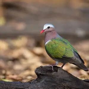 Common emerald dove - Facts, Diet, Habitat & Pictures on Animalia.bio