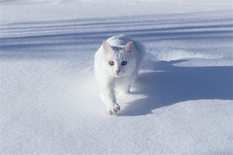 Free Images : animals, snow, carnivore, sports equipment, slope, polar ...