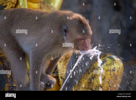 wild monkeys in Thailand Stock Photo - Alamy