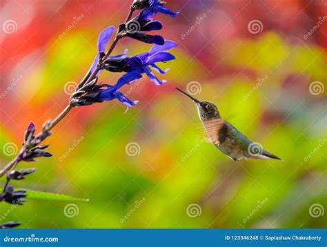 Juvenile Ruby-Throated Hummingbird Feeding On A Flower Stock Photo - Image of colorful ...