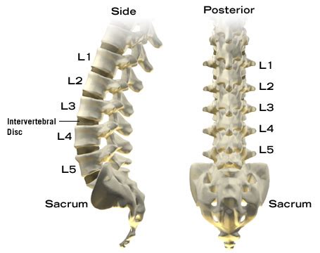 Mzicourseworkyxv.x.fc2.com - L Spine Retrolisthesis