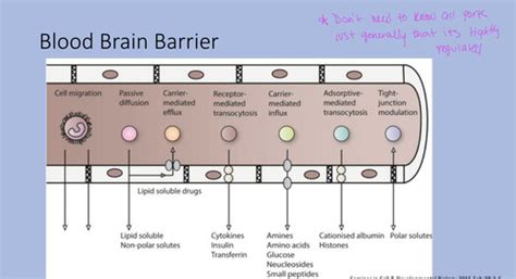 Blood Brain Barrier and CSF Flashcards | Quizlet