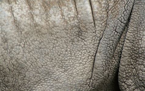 Rhino Skin stock photo. Image of cracked, white, closeup - 6021196