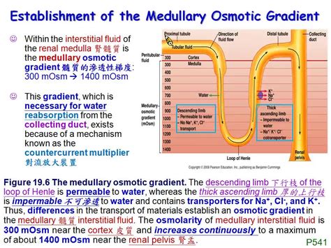 Chapter 19-3 medullary osmotic gradient | 嘉藥影音網-學習館