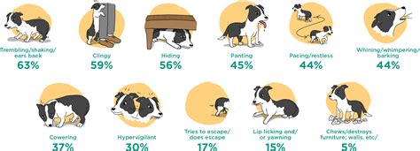 Does Your Dog Overreact to Everyday Noises? | Zoetis Petcare