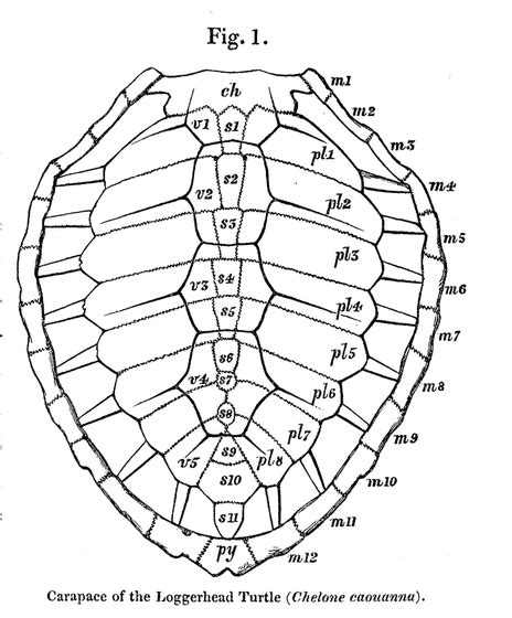 Turtle Shells: More Than Meets the Eye - JSTOR Daily