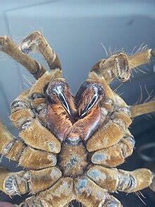 Goliath birdeater - Wikipedia