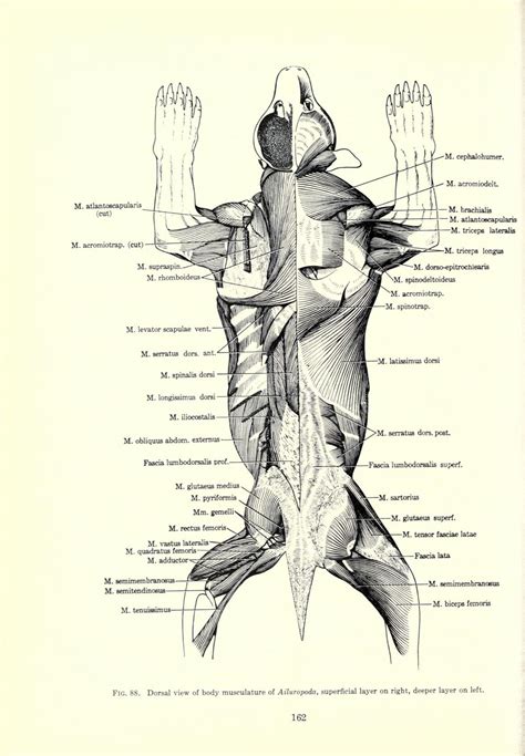 Scientific Illustration | Scientific illustration, Giant panda, Illustration