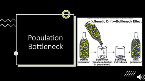 Genetic Drift- Bottleneck Effect, Founder Effect... Explained! - YouTube