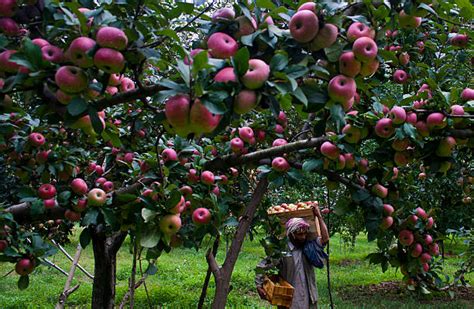 Kashmiri Apple Crops In Demand In Asian Markets Pictures | Getty Images