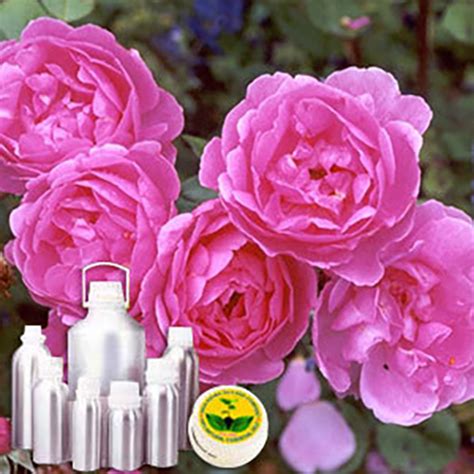 Bulgarian Rose Oil at Best Price in Noida, Uttar Pradesh | A. G. Industries