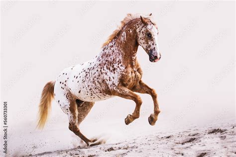 Appaloosa horse with spots cantering in the sand up the hill with off-white background Stock ...