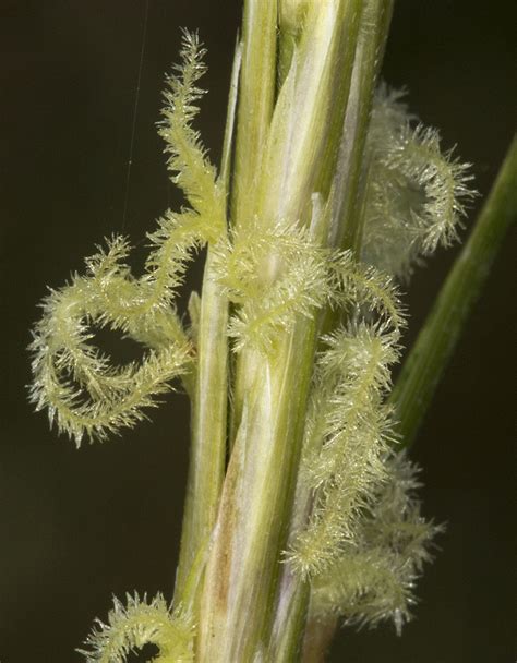 Common Cordgrass | Naturally