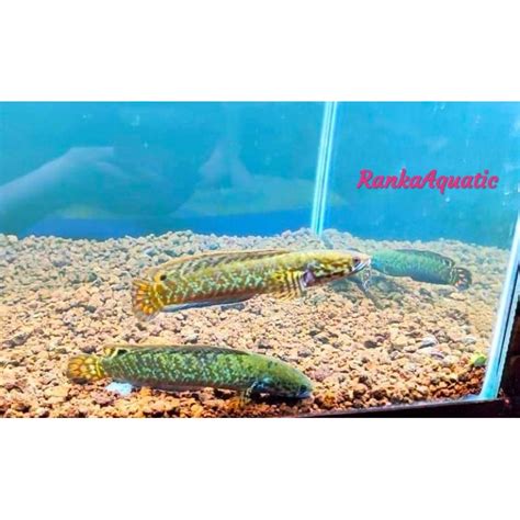 Jual CHANNA BLEHERI ( RAINBOW SNAKEHEAD) | Shopee Indonesia