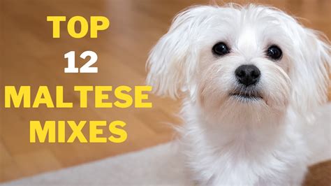 12 Cute Maltese Mix Breeds That will Melt your Heart - YouTube