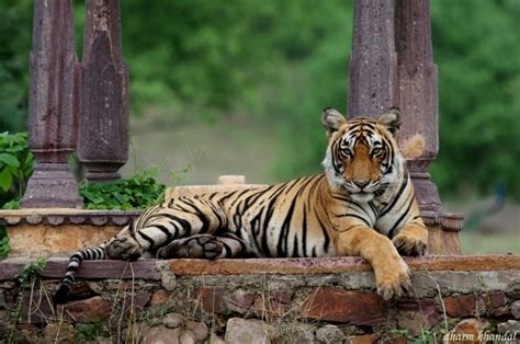 Ranthambore National Park: On the Trail of Tigers In India