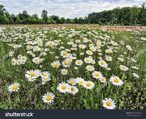 416 Alabama Wildflower Images, Stock Photos & Vectors | Shutterstock