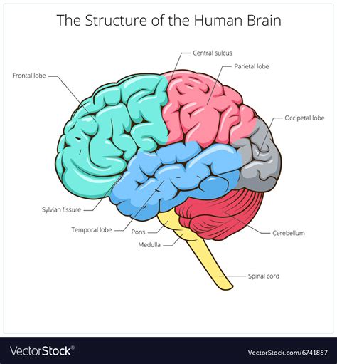 Brain Anatomy Diagram