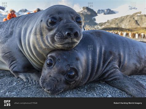 Southern elephant seal pups (Mirounga leonina), Gold Harbor, South ...