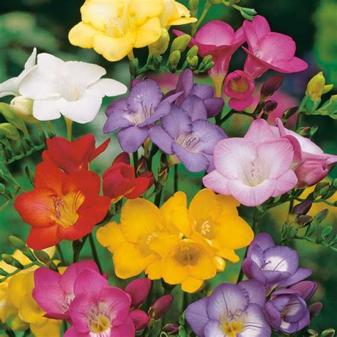 Freesia Growing Guide - Garden Express - Online Nursery