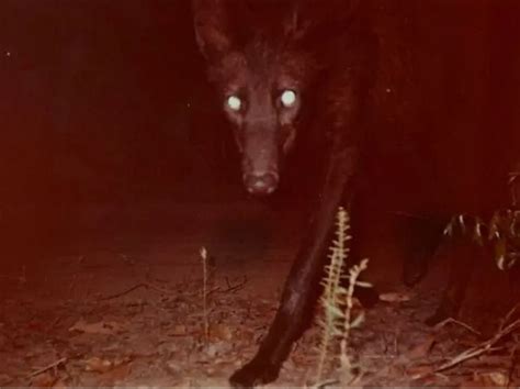 The Incredible South American Maned Wolf — Tetrapod Zoology