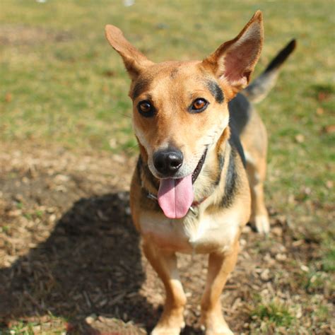 Molly - Beagle Corgi mix