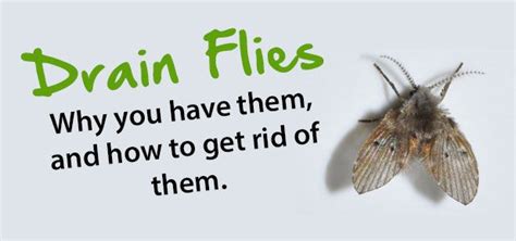 Drain Flies – Why you have them, and how to get rid of them. | How to ...