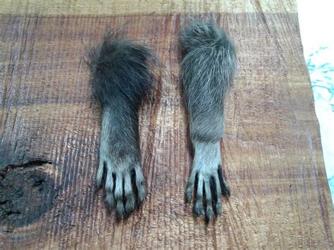 Raccoon Feet/2 Large Feet/Raccoon Claws/Raccoon Parts/Foot | Etsy